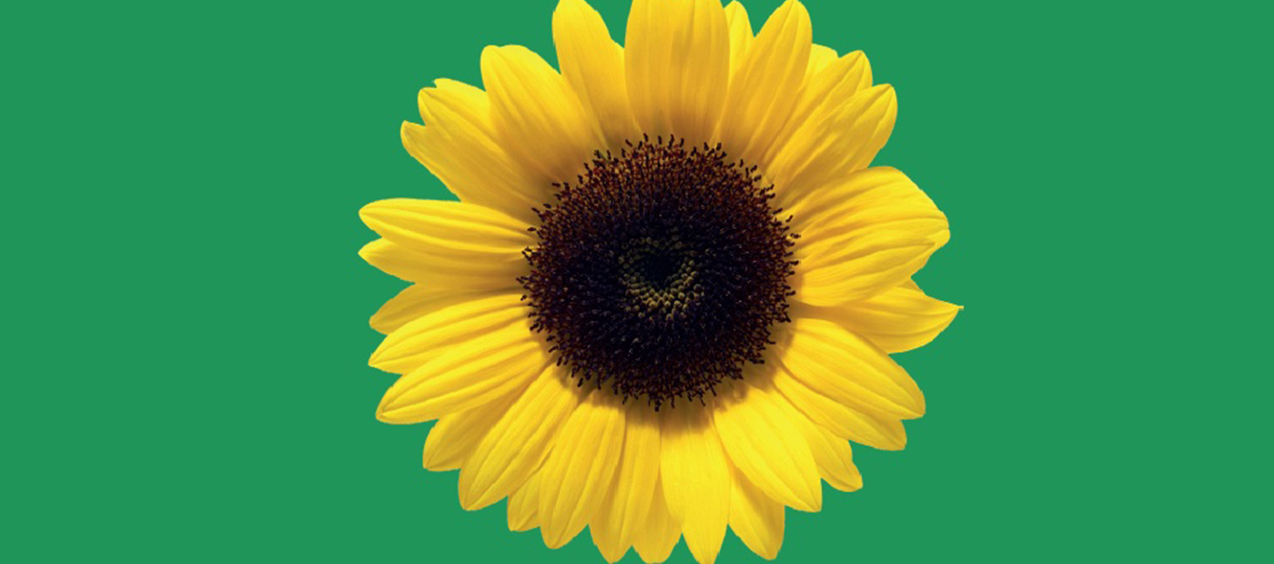 Sunflower Lanyard Project Sussex County FA